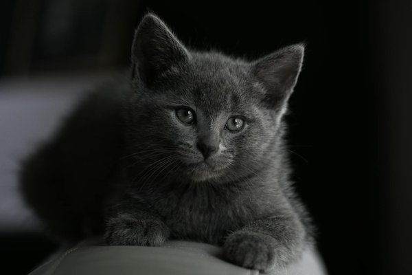 Hoe kun je de angst van je hond voor vuurwerk verminderen?