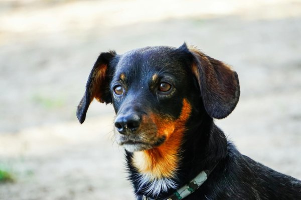 Hoe vaak moet ik mijn aquariumwater testen en welke parameters zijn belangrijk?