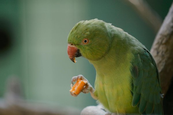 Hoe kan ik de geur in mijn huis verminderen als ik huisdieren heb?